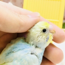 人気のパステルカラー！！　セキセイインコ