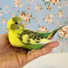 愛おしさ溢れるコ❤︎*ˊᵕˋ 手乗りセキセイインコ(イエローハルクイン)🕊✨