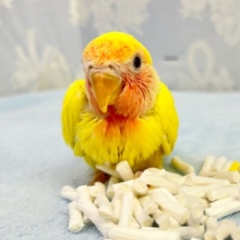 明るい🔆コザクラインコ (ルチノー) 2023年12月生まれ