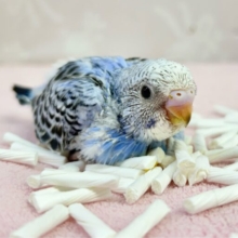 元気いっぱい✨️セキセイインコ (オパーリン)2023年12月生まれ