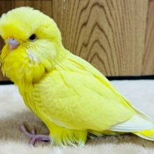 溢れ出る存在感🫧ジャンボセキセイインコ(レースウイング) ヒナ
