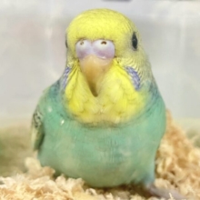 明るいカラー🌟👗 セキセイインコ(スパングル)2023年12月生まれ