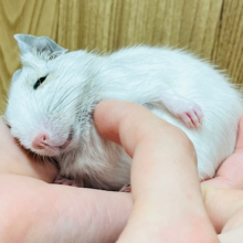 ツンデレ女子代表🙋‍♀️デグー(ホワイト) 女の子