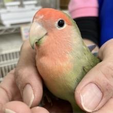 かまってちゃ〜ん😘コザクラインコ(ノーマル) 2023年8月生まれ