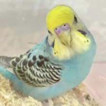 濃いブラックがす・て・き🖤⋆͛*͛ セキセイインコ(レインボーオパーリン)2023年12月生まれ