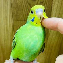 【最新画像更新🪄ひとり餌になりました‪☆】身だしなみはしっかり整えます◎セキセイインコ(オパーリン) ヒナ