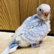オイラのキレイな羽を見てみて！✨セキセイインコ(スパングル) ヒナ