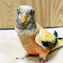 【動画更新🪄】気分はパリコレモデル？💃めちゃくちゃ可愛い♡ローズアキクサインコ🩷