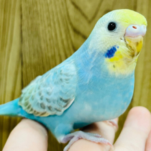 【最新画像更新🪄】色んなことが気になるなっ♪セキセイインコ(レインボー) ヒナ
