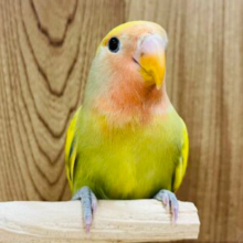 【最新画像更新🪄ひとり餌になりました‪☆】カラフルバード💐🫧コザクラインコ(タイガーチェリー) ヒナ