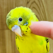 【最新画像更新🪄もうすぐひとり餌‪☆】上目遣いが得意技なのっ♡セキセイインコ(ハルクイン) ヒナ