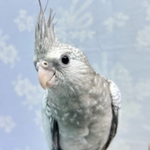 雪のようなパール模様❄️🫧オカメインコ(WFパール)2023年12月生まれ