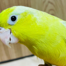 【最新画像・動画更新🪄】将来はどんな色かな！？♡マメルリハ(アメリカンイエロー) ヒナ