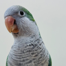 【最新画像更新🪄】おしゃべり大好き♡慎重派の甘えんぼ♡オキナインコ(アクアブルー) ヒナ