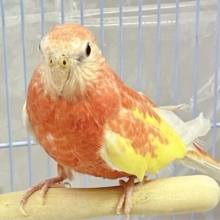 ラブリ〜な桃色ボディ💖 ローズアキクサインコ ルビノー 2023年5月生まれ