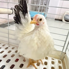 とことこ🤍中ビナ カツラチャボ 2023年12月生まれ
