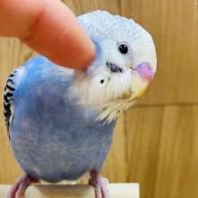 【最新画像更新🪄ひとり餌になりました‪☆】恥ずかしがり屋のヒナちゃんです＼♡／セキセイインコ(オパーリン) ヒナ