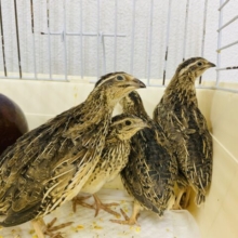 あと2羽❗️卵を産んでくれるかな〜🥚並ウズラの女の子❗️