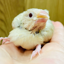 【最新画像更新🪄】たくさん寝て大きくなるんだっ！シナモン文鳥 ヒナ
