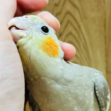【最新画像更新🪄】優しい色合いが癒されます🫧オカメインコ(シナモン) ヒナ