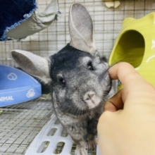 最新画像有り❗️ハンモックに乗ってくつろいでくれます♪チンチラのグレー！