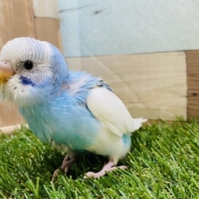 最新画像有り✨空に浮かぶ雲のようですね☁️🩵セキセイインコパイドカラー！