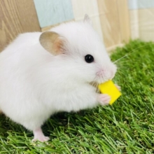 ふわふわ天使ちゃんがやってきました〜🩷長毛ハムスター女の子🐹