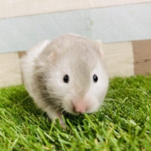 丸くてむちむちな姿にキュンです🫶おっとりさんなセーブルハムスター🐹