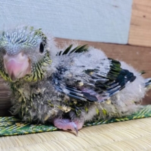 まだワタワタなんです💕サザナミインコ（ノーマル）💚