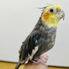 スペシャル！お年賀フェア開催中〜