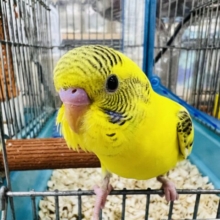 自己主張楽強め⁉︎慣れ慣れセキセイインコ（イエローハルクイン）