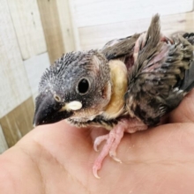 桜文鳥！雛入舎ですよ！！