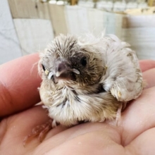 丸顔〜？ちびちびキンカ鳥☆色変わりだよ！