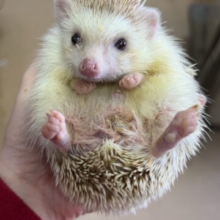 え！可愛すぎるー！下手なれハリネズミ入舎です♡