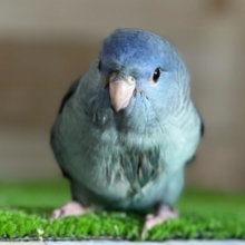 ポロローン🎵甘えん坊なサザナミインコ（コバルトブルー）