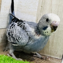 珍しいよー！セキセイインコのグレーオパーリン☆