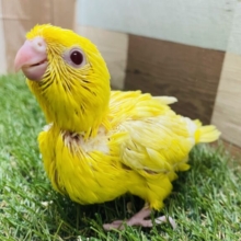 明るいイエローのサンサンカラー☀️サザナミインコのルチノー！