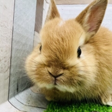 ワンポイントあり!詰まり顔でモフっとしたネザーランドドワーフラビット♡
