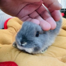 最新画像あります♪光沢感のあるブルーのお色がかっこいい✨ネザーランドドワーフのブルーオター②