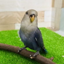 画像更新☆おてんば？♡バイオレット小桜インコ☆