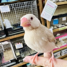 画像更新☆やっぱり綺麗だよね♡シナモン文鳥