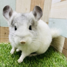 めちゃかわ🩷お耳の小さな天使ちゃん♪チンチラのパイド！