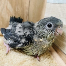 濃いグレーのお色がかっこいい✨サザナミインコのモーブ！！