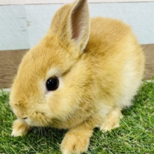 最新画像あります☆濃いめオレンジのむちむちウサギさん🧡ネザーランドドワーフの女の子🐰💕