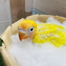 明るさ全開の綺麗なヒナさん☀️ヤマブキボタンインコのイエロー！