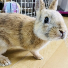画像更新☆まだら模様❤ミニウサギ(オレンジトーティー）