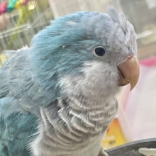 オキナインコ　ブルー💙カキカキ大好き甘えん坊！