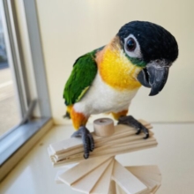 最新画像・動画あります☆ベタ馴れキュート❤️頭が黒くてカッコいい☆ズグロシロハラインコ！
