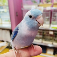 最新画像有り⭐️手乗りOK❗️にぎころOK❗️カキカキOK❗️マメルリハインコのブルーパイド！！