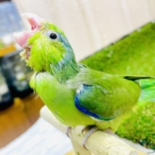 最新画像になりますよ🌟う〜〜もっふキュ〜トでいず🌟　マメルリハ　ノーマル　男の子